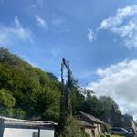 Max Reynolds Tree Services  - photo 8