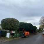 Max Reynolds Tree Services  - photo 10
