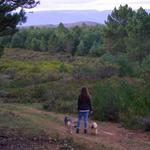 VayaDogs Dog Training - photo 1