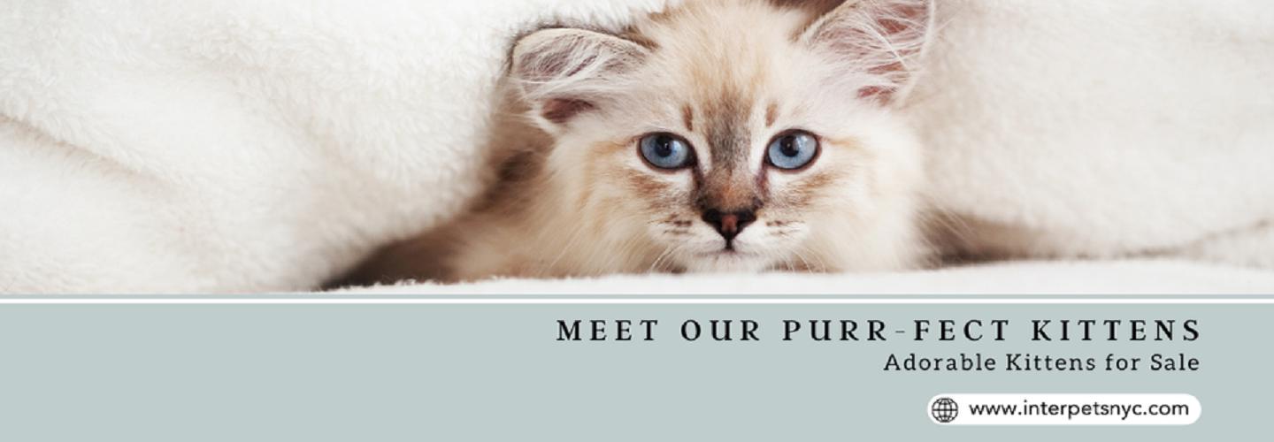 InterpetsNYC CORP cover photo