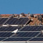 DS Solar Maintenance - photo 3