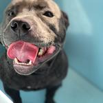 A Dogs Domain and Cats too - photo 2