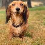 A Dogs Domain and Cats too - photo 3