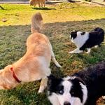 A Dogs Domain and Cats too - photo 4