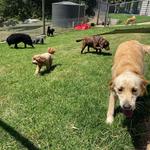 A Dogs Domain and Cats too - photo 5