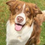 A Dogs Domain and Cats too - photo 6