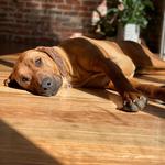 A Dogs Domain and Cats too - photo 7