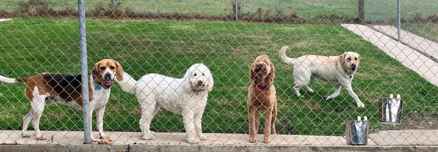 A Dogs Domain and Cats too cover photo