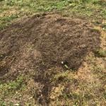 Essouchage Dulude - photo 4