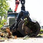 770 Tree Guy - photo 1