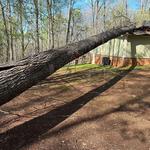 770 Tree Guy - photo 2
