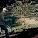 770 Tree Guy - photo 6