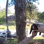 770 Tree Guy - photo 10