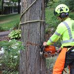 Best Tree Service Summerville - photo 3