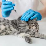 Hensol Vets - photo 1