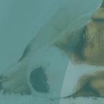 Hensol Vets - photo 9