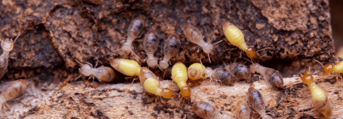 Aardvark Pest Pro cover photo