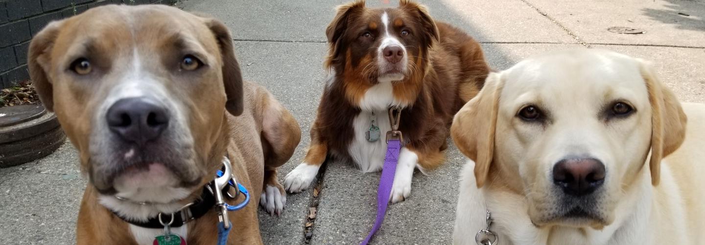 New Pups on the Block cover photo