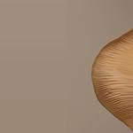 The Wellbeing - photo 1