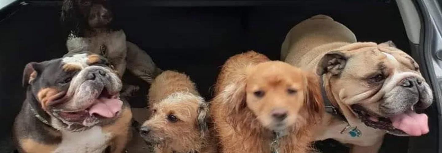 Pawsome Pooches Ltd cover photo