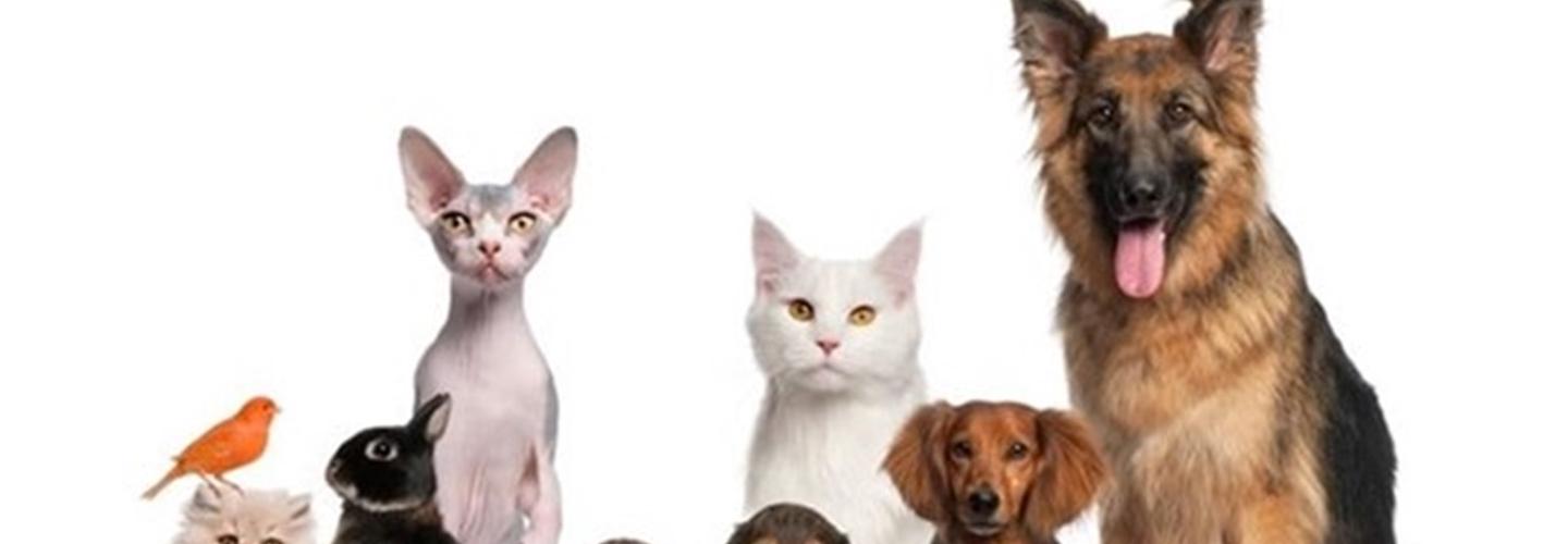 Clinique Vétérinaire Animalia cover photo