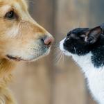 Clinique Vétérinaire Animalia - photo 4