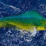 Steady Pressure Sportfishing - photo 2