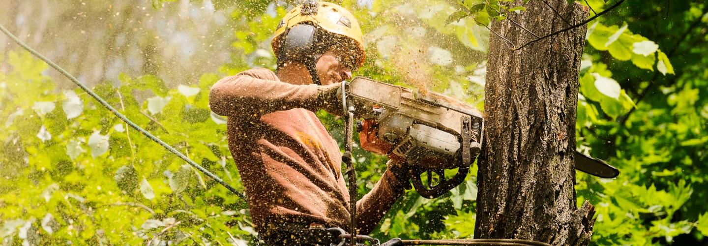 Empire Tree LLC cover photo