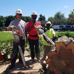 Empire Tree LLC - photo 1