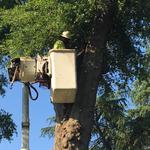 Empire Tree LLC - photo 2