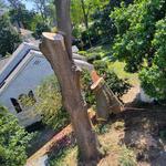 Empire Tree LLC - photo 3