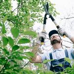 Saps Tree Service - photo 2