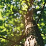 Saps Tree Service - photo 4