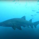 INBLU Scuba Diving Centre - photo 6