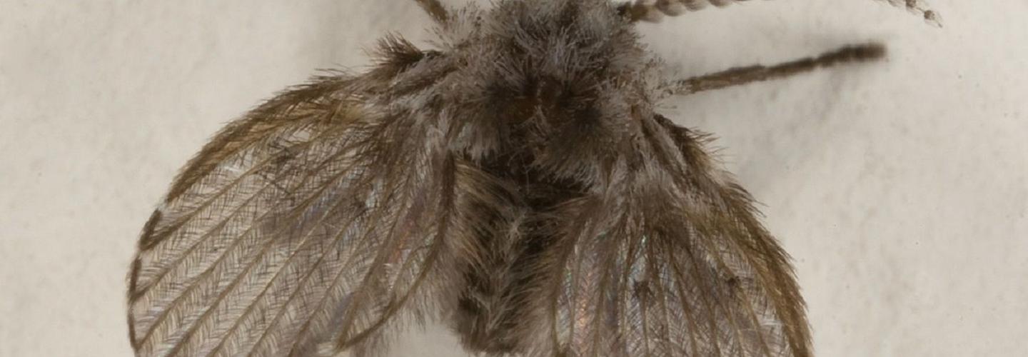 Snohomish Pest Control cover photo