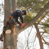 Lexington Tree Service of Santa Cruz - Tree Services in Santa Cruz