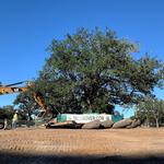 Environmental Design, Inc. - Nationwide Large Tree Moving Service - photo 1