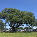 Environmental Design, Inc. - Nationwide Large Tree Moving Service - photo 3