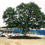 Environmental Design, Inc. - Nationwide Large Tree Moving Service - photo 4