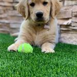 Synthetic Grass Warehouse - photo 7