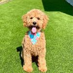 Synthetic Grass Warehouse - photo 9