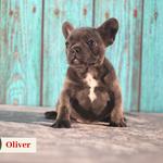 Manchester's French Bulldogs - photo 1