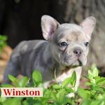 Manchester's French Bulldogs - photo 2