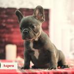 Manchester's French Bulldogs - photo 3