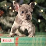 Manchester's French Bulldogs - photo 4