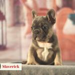 Manchester's French Bulldogs - photo 5