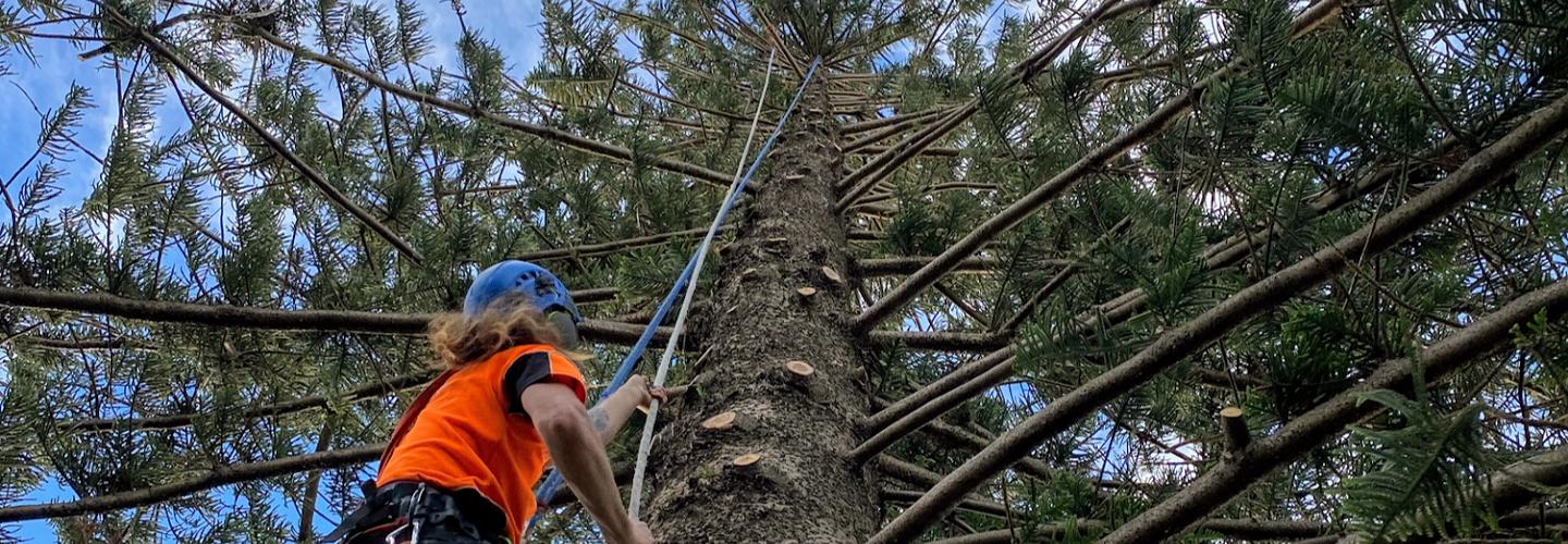 Cutting Edge Tree Maintenance cover photo