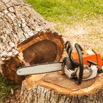 Cutting Edge Tree Maintenance - photo 1