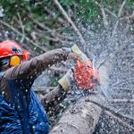 Cutting Edge Tree Maintenance - photo 2