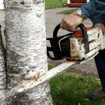 Cutting Edge Tree Maintenance - photo 3